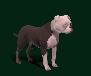 American Staffordshire Terrier Dog