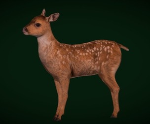 Fawn Sitka Blacktail Deer