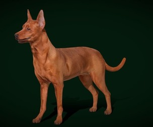 Miniature Pinscher Dog Breed