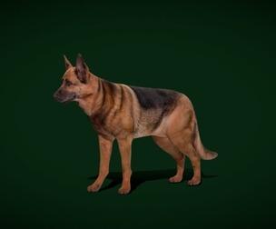 German Shepherd Dog Breed