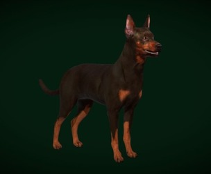 Zwergpinscher Pinscher Dog Breed