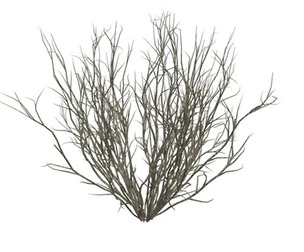 Broom Snakeweed #06