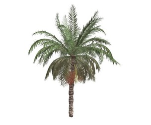 Date Palm #03
