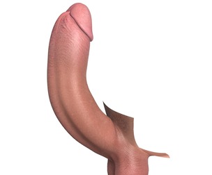 Photo Realistic Big Erect Penis