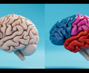 Human Brain