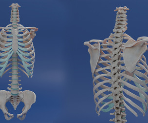 Female Torso