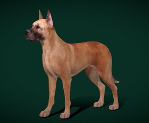 Great Dane Dog Breed