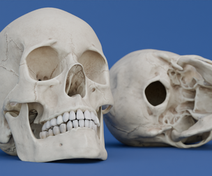 Human Skull