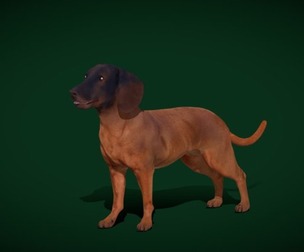 Bavarian Mountain Hound Dog Breed