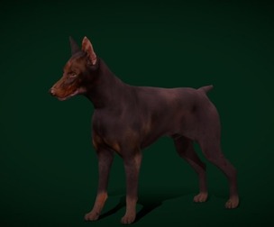 Doberman Pinscher Dog Breed