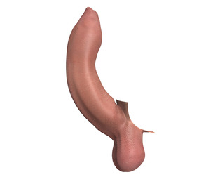 Photorealistic Uncircumcised Big Erect Penis