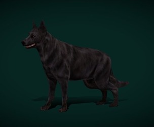 Black German Shepherd Dog Breed
