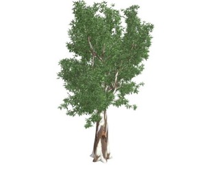 Red Gum Tree #02