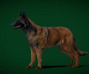 Belgian Shepherd Tervuren Dog Breed