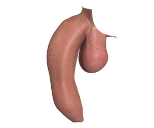 Photo Realistic Uncircumcised Big Flaccid Penis