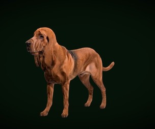 BloodHound Dog Breed