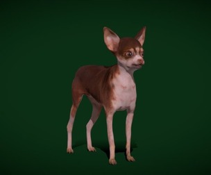 Russian Toy Terrier Dog Breed