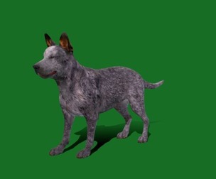Australian Cattle Dog Breed