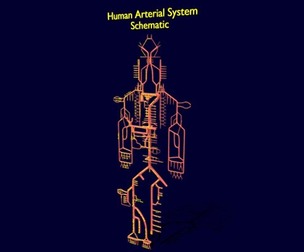 Human arterial system schematic 3D