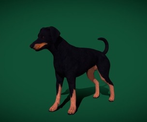 Dobermann Pinscher Dog Natural Breed