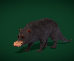 Otter Civet Mammal