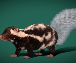 Eastern Spotted Skunk