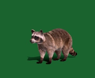 Common Raccoon Mammal