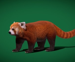 Red Panda Mammal