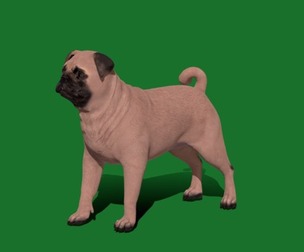 Pug Dog Breed