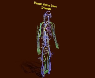 Human venous system schematic 3D
