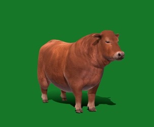 Santa Gertrudis Cattle