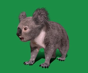 Koala Bear Mammal