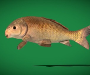 Black Buffalo Fish