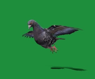 Pigeon Bird Breed