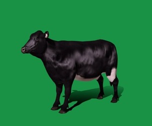 Black Cow Mammal