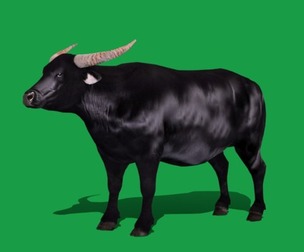 Domestic Water Buffalo