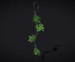 Hanging Parsley