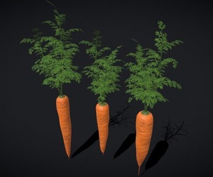 Carrots
