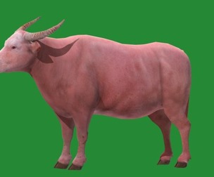 Domestic Asian Water Buffalo