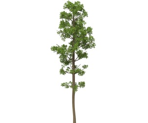 Game Ready Tree 05