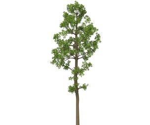 Game Ready Tree 06