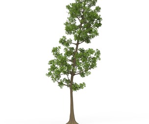 Game Ready Tree 10