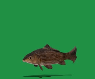 Common Eurasian Carp