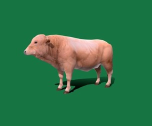 White Bull Cattle