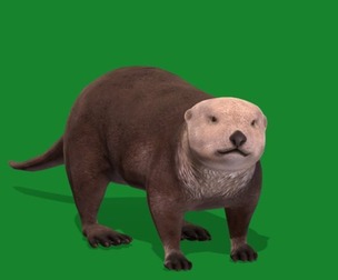 Sea Otter Mammal