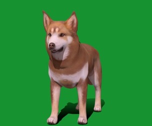 Lapponian Herder Dog Breed