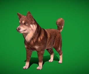 Finnish Lapphund Dog Breed