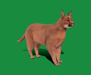 Caracal Wild Cat