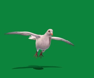 White Winged Dove Bird