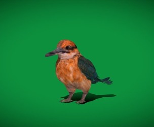 Guam Micronesian Kingfisher Bird